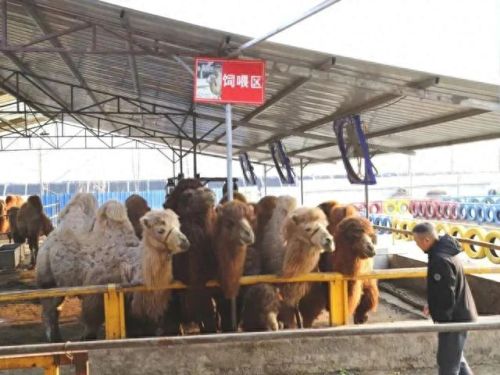 顺义景区美食排名前十(顺义杨镇美食排行榜)插图6 顺义景区美食排名前十(顺义杨镇美食排行榜)插图6