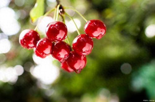 贵州省十大食物排行榜(贵州口粮酒十大排行)插图5