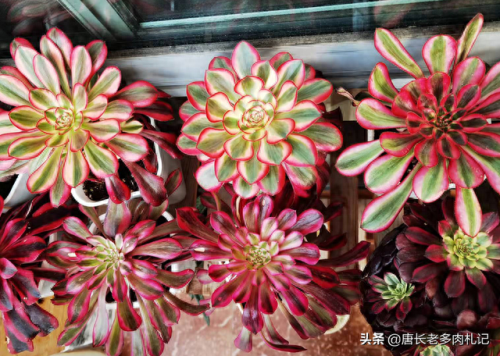 十大最美法师多肉排行榜(多肉法师全锦好养吗)插图 十大最美法师多肉排行榜(多肉法师全锦好养吗)插图