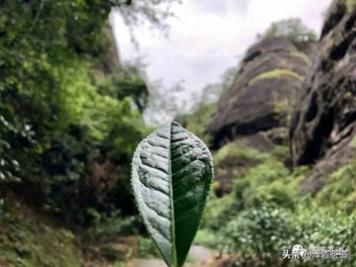茶经排名前十的茶(十三种满分好茶)插图17 茶经排名前十的茶(十三种满分好茶)插图17