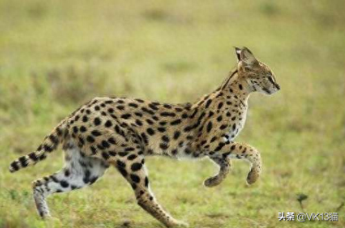 凶猛的猫十大排行榜(十大品牌猫)插图6