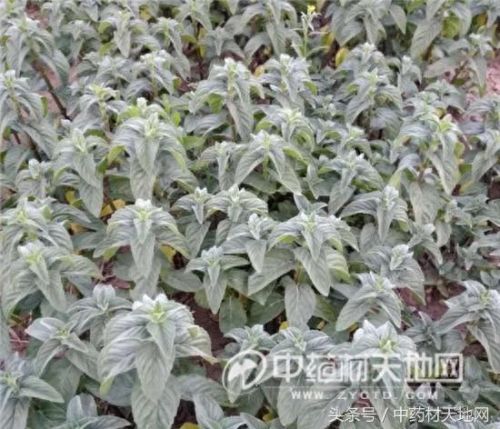 全球薄荷产量排名前十(薄荷全世界一年产量有多少)插图9