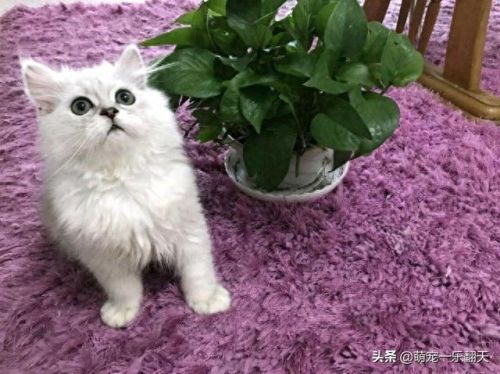 十大可爱小猫品种排行榜(名贵小猫的种类)插图7