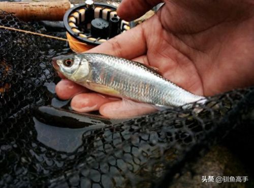 山西钓鱼品种排名前十(山西运城钓鱼的水库)插图10 山西钓鱼品种排名前十(山西运城钓鱼的水库)插图10