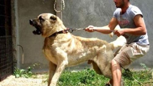 十大牛逼的狗排行榜(十大良心狗罐头排名)插图9 十大牛逼的狗排行榜(十大良心狗罐头排名)插图9