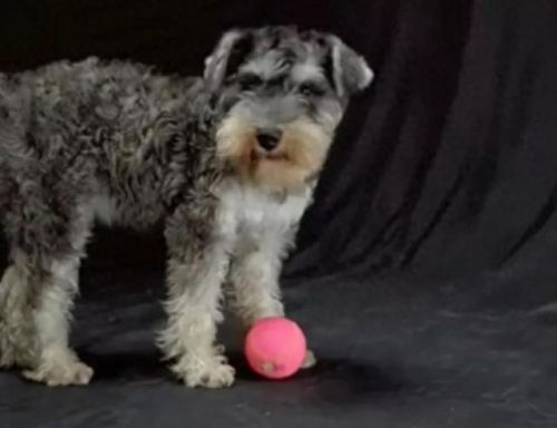 狗狗土狗寿命十大排行榜(土狗为什么寿命这么长)插图2 狗狗土狗寿命十大排行榜(土狗为什么寿命这么长)插图2