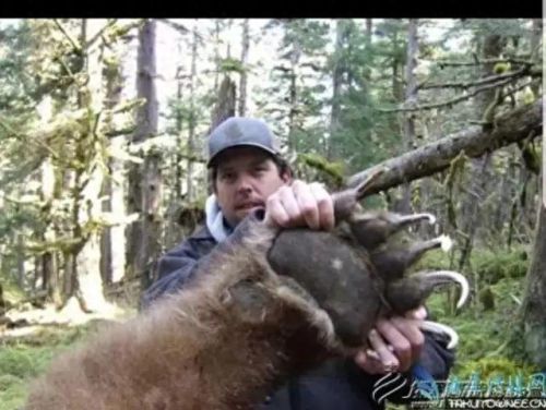 十大巨兽排行榜非洲野狮(以前最厉害的巨狮排行)插图11