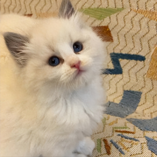 独居养猫品种排名前十(独居上班族适合养猫么)插图6 独居养猫品种排名前十(独居上班族适合养猫么)插图6