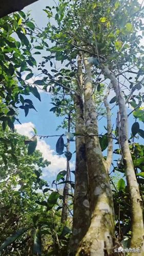 茶经排名前十的茶(十三种满分好茶)插图1 茶经排名前十的茶(十三种满分好茶)插图1