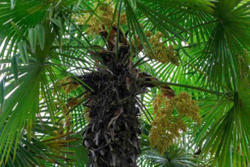 棕垫床垫十大排行榜(为什么不建议使用棕垫)插图1