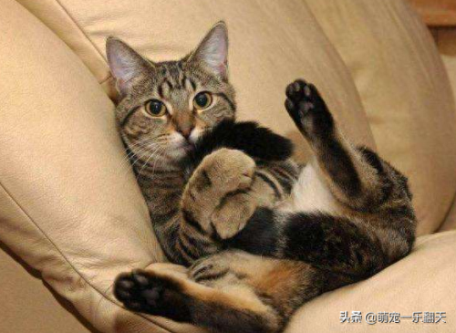 十大可爱小猫品种排行榜(名贵小猫的种类)插图5