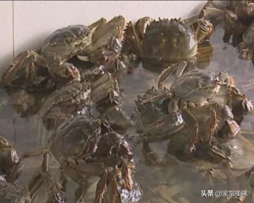 阳澄湖十大名蟹排行榜最新(阳澄湖1998蟹卡多少钱)插图8 阳澄湖十大名蟹排行榜最新(阳澄湖1998蟹卡多少钱)插图8