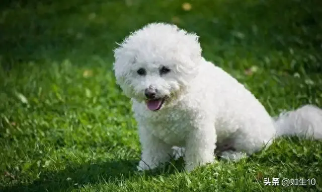 十大体味最轻的狗排行榜(体味最轻的七种狗)插图1