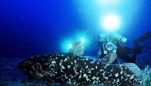 动物排行榜之十大动物祖先(十大古老动物排行榜)插图2 动物排行榜之十大动物祖先(十大古老动物排行榜)插图2