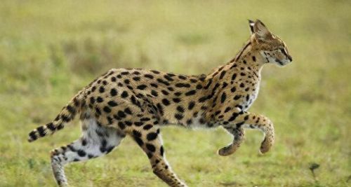 世界十大禁养名猫排行榜(十大名猫和十大禁养名猫)插图3