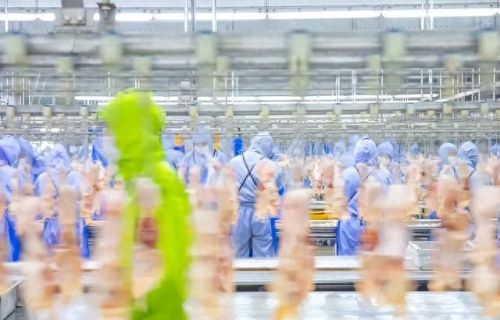 阳谷肉鸡企业排名前十(阳谷刘家烧鸡老板绯闻)插图1 阳谷肉鸡企业排名前十(阳谷刘家烧鸡老板绯闻)插图1