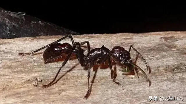 世界十大致命昆虫物排行榜(世界上最毒的10种昆虫)插图