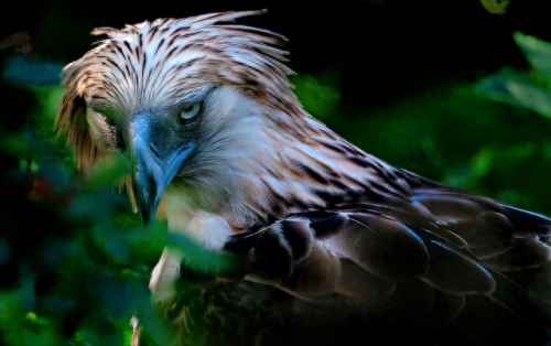 十大凶鸟实力排行榜(上古神话十大凶兽)插图4 十大凶鸟实力排行榜(上古神话十大凶兽)插图4