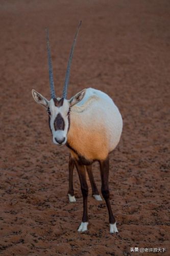 国内沙漠古城排名前十(青海所有沙漠排名)插图25 国内沙漠古城排名前十(青海所有沙漠排名)插图25