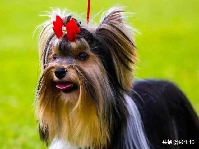 十大体味最轻的狗排行榜(体味最轻的七种狗)