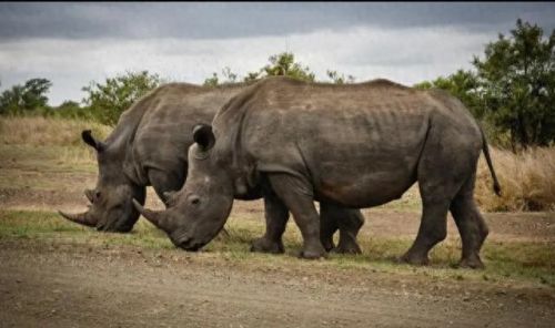 世界上十大危险动物排行榜(第一危险的动物)插图6