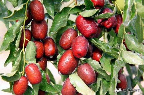 和田大枣品种排名前十(和田特级大枣)插图4 和田大枣品种排名前十(和田特级大枣)插图4