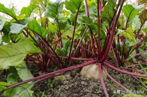 室内蔬菜十大排行榜图片(十大止咳蔬菜排行榜)插图2