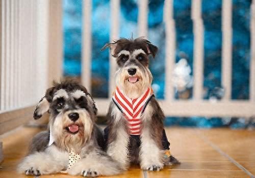 十大最幸运的狗品种排行榜(最厉害的狗的品种排名)插图8 十大最幸运的狗品种排行榜(最厉害的狗的品种排名)插图8