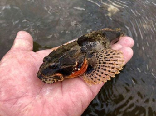 十大土豪鱼排行榜最新视频(雷龙鱼十大禁忌)插图10