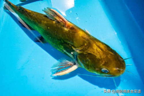 淡水十大好吃鱼排行榜(淡水银鳕鱼是底层鱼吗)插图2