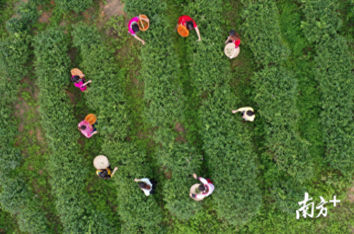 南宁滤水器厂家排名前十(滤茶水器)插图