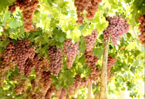 排名前十的优良枇杷(哪种枇杷品种好吃)插图9 排名前十的优良枇杷(哪种枇杷品种好吃)插图9