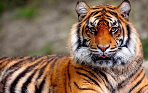 大地最强动物排名前十(大地鹰王)插图12 大地最强动物排名前十(大地鹰王)插图12