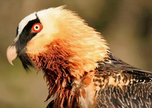 十大凶鸟实力排行榜(上古神话十大凶兽)插图3 十大凶鸟实力排行榜(上古神话十大凶兽)插图3