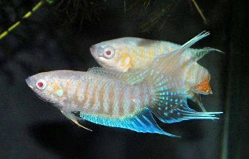 斗鱼最强品种排名前十(斗鱼最漂亮的品种)插图6 斗鱼最强品种排名前十(斗鱼最漂亮的品种)插图6