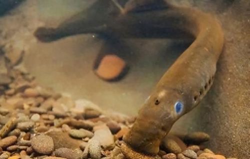 十大入侵淡水鱼类排行榜(鱼类大全看图识鱼淡水)插图1 十大入侵淡水鱼类排行榜(鱼类大全看图识鱼淡水)插图1