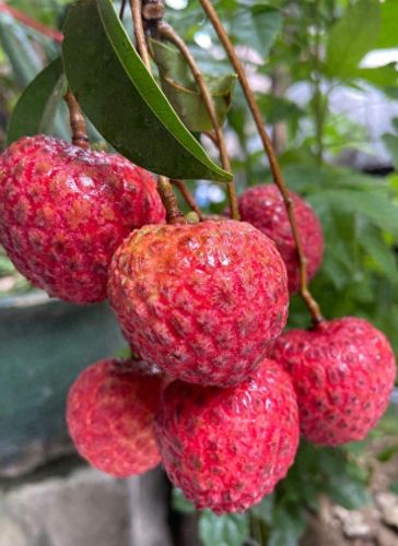 排名前十的优良枇杷(哪种枇杷品种好吃)插图 排名前十的优良枇杷(哪种枇杷品种好吃)插图