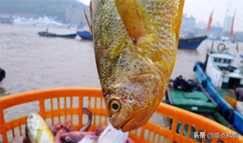 最贵的中餐食材排行榜十大(最贵的食材排行榜前十名)插图10 最贵的中餐食材排行榜十大(最贵的食材排行榜前十名)插图10