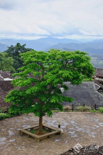 澜沧小众景点排名前十(澜沧东回景点)插图10 澜沧小众景点排名前十(澜沧东回景点)插图10