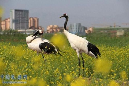 全国彩虹城市排名前十(彩虹城市)插图6