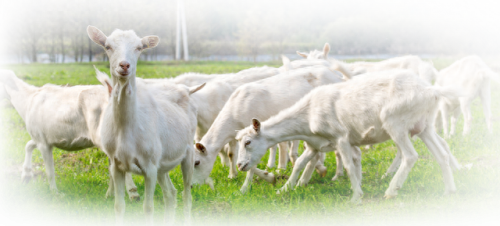十大断奶羊奶粉排行榜(纯奶羊奶粉排行榜)插图2