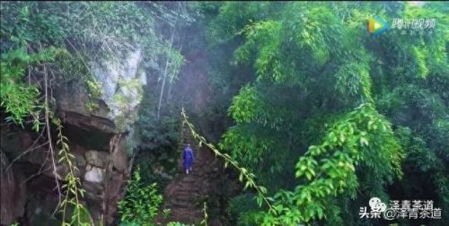 茶经排名前十的茶(十三种满分好茶)插图57 茶经排名前十的茶(十三种满分好茶)插图57