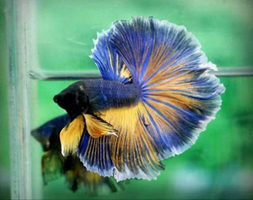 斗鱼最强品种排名前十(斗鱼最漂亮的品种)插图5 斗鱼最强品种排名前十(斗鱼最漂亮的品种)插图5