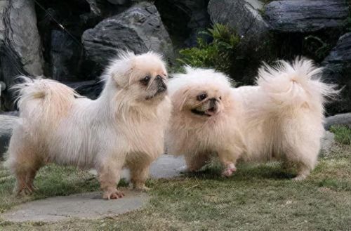 十大不能买的狗狗排行榜(狗狗罐头排行榜前十名)插图1