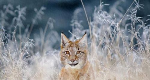 世界十大禁养名猫排行榜(十大名猫和十大禁养名猫)插图