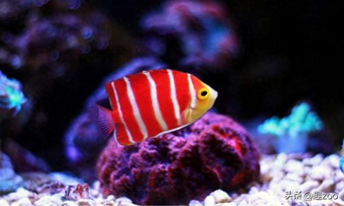 世界十大鱼缸品牌排行榜(中国鱼缸品牌十大排名)插图3