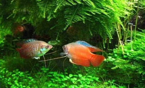 斗鱼最强品种排名前十(斗鱼最漂亮的品种)插图7 斗鱼最强品种排名前十(斗鱼最漂亮的品种)插图7