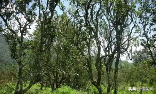 古树茶十大品牌排行榜图片(白茶品牌十大排名)插图9