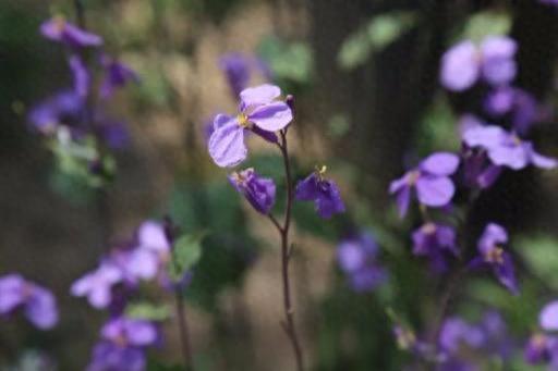 曲阳十大网红排行榜名单(曲阳十大网红是谁)插图11