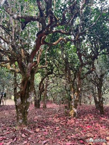 茶经排名前十的茶(十三种满分好茶)插图6 茶经排名前十的茶(十三种满分好茶)插图6